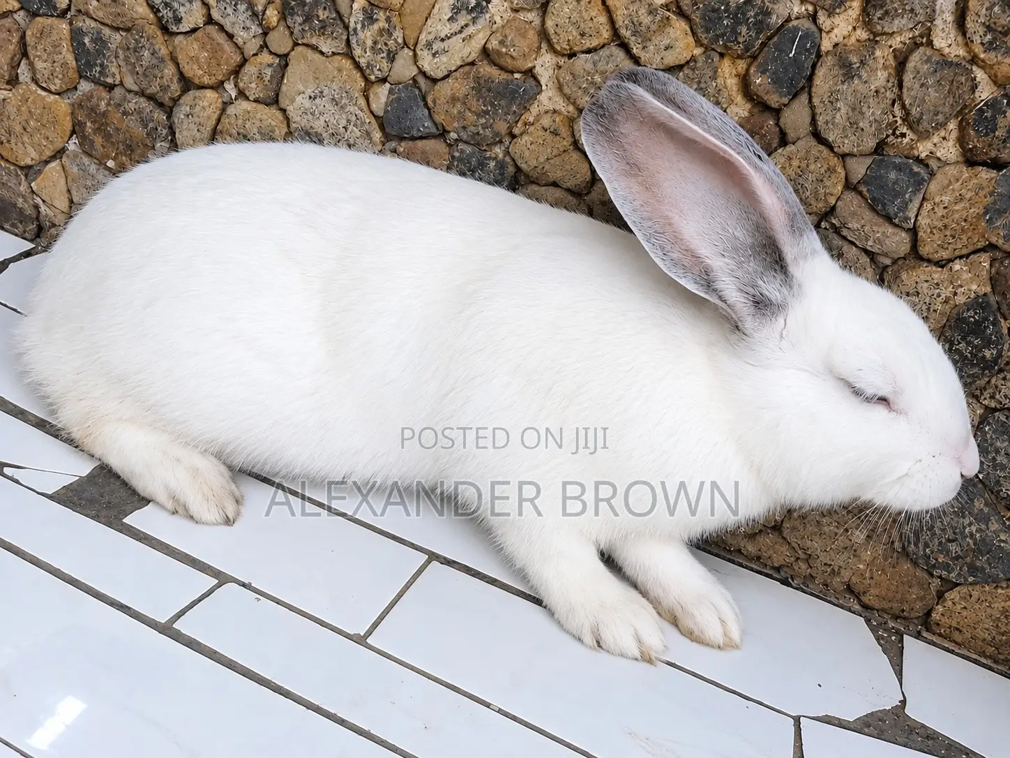Rabbit for Sale