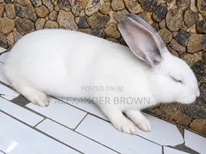 Rabbit for Sale