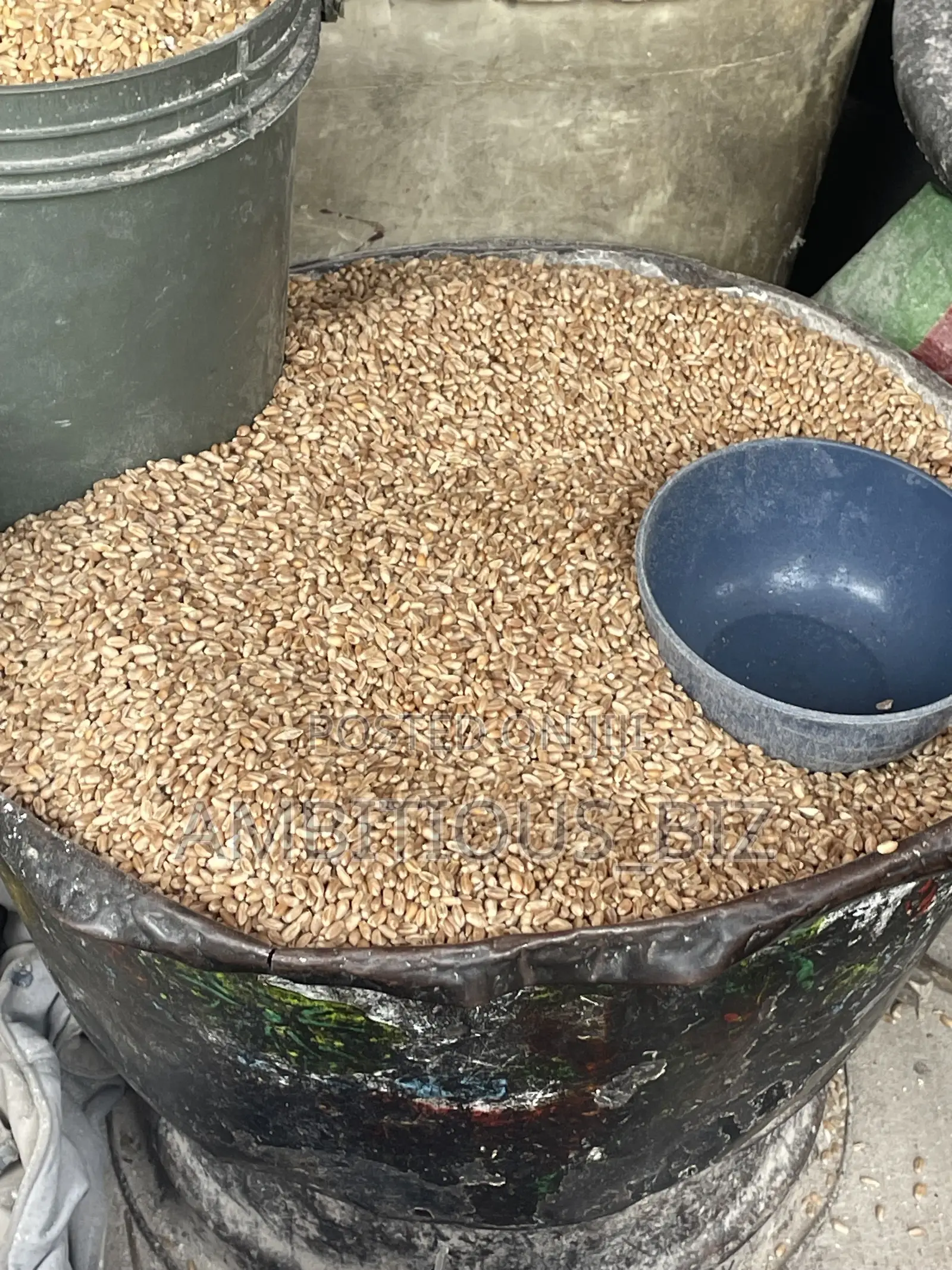 Wheat Grain