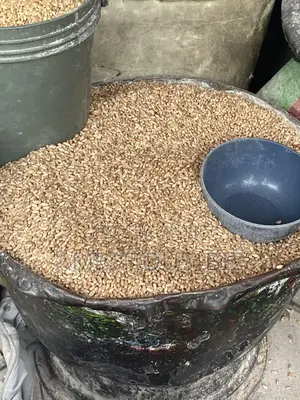 Wheat Grain