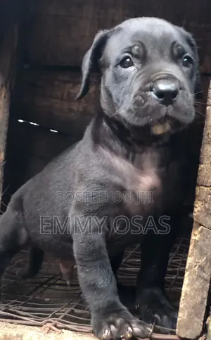 1-3 months Male Purebred Cane Corso