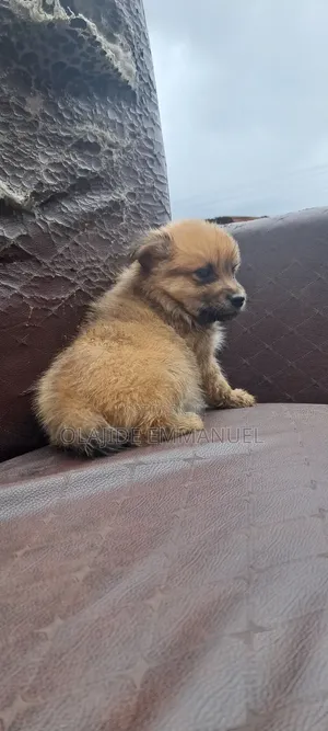 1-3 months Female Purebred Chow Chow