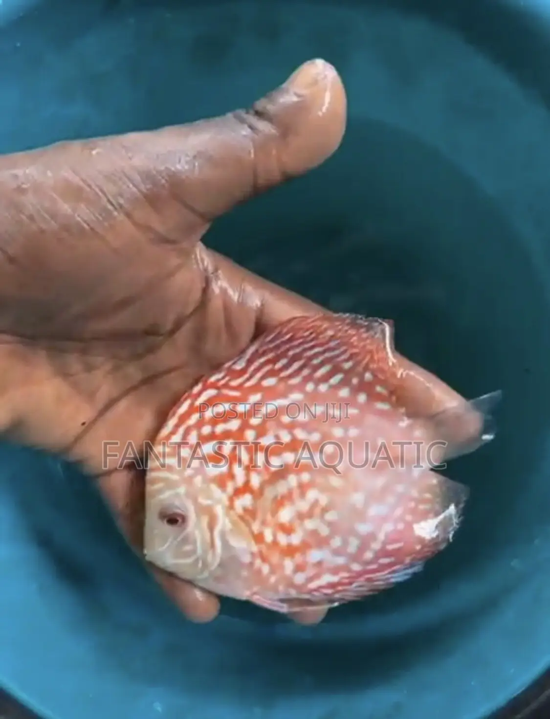 Discus Fish