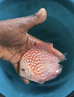 Discus Fish