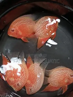 Discus Fish