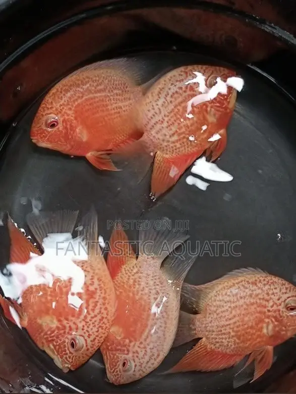 Discus Fish