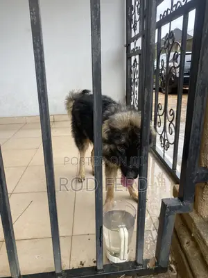 6-12 months Female Purebred Caucasian Shepherd