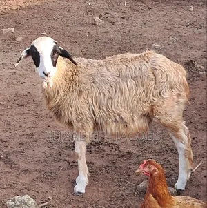 Young Sheep Available for Sale