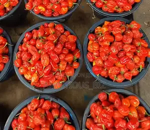 Fresh Hot Pepper