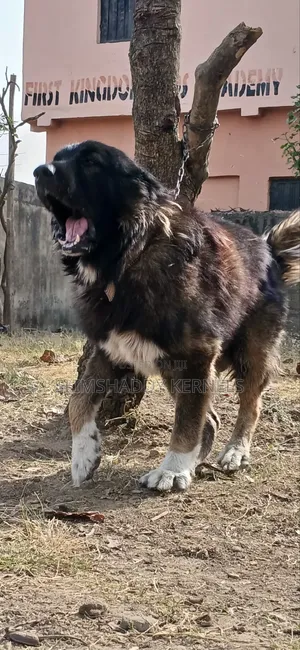 1+ year Male Purebred Caucasian Shepherd