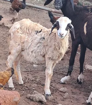 Young Sheep Available for Sale