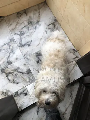 1+ year Male Purebred Lhasa Apso