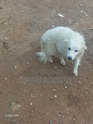 1+ year Male Purebred American Eskimo
