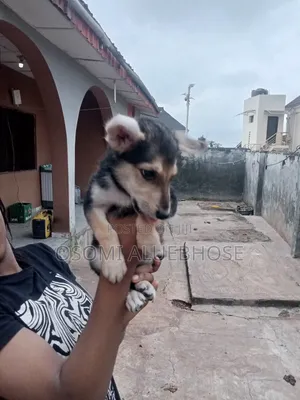1-3 months Male Purebred German Shepherd
