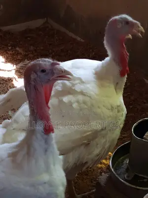 Turkey for Sale