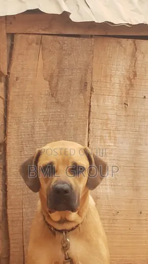 1+ year Female Purebred Boerboel