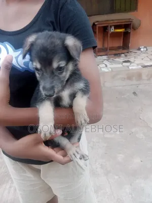 1-3 months Male Purebred German Shepherd