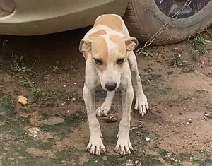 3-6 months Female Purebred American Pit Bull Terrier