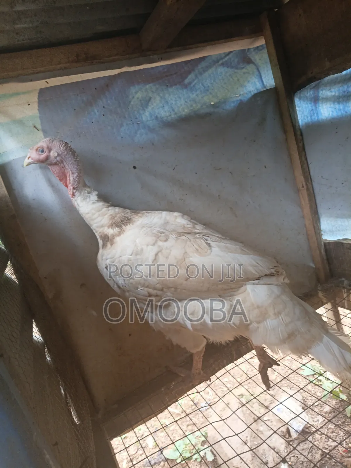 Foreign Turkey