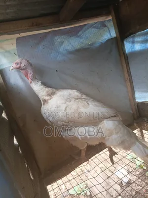 Foreign Turkey