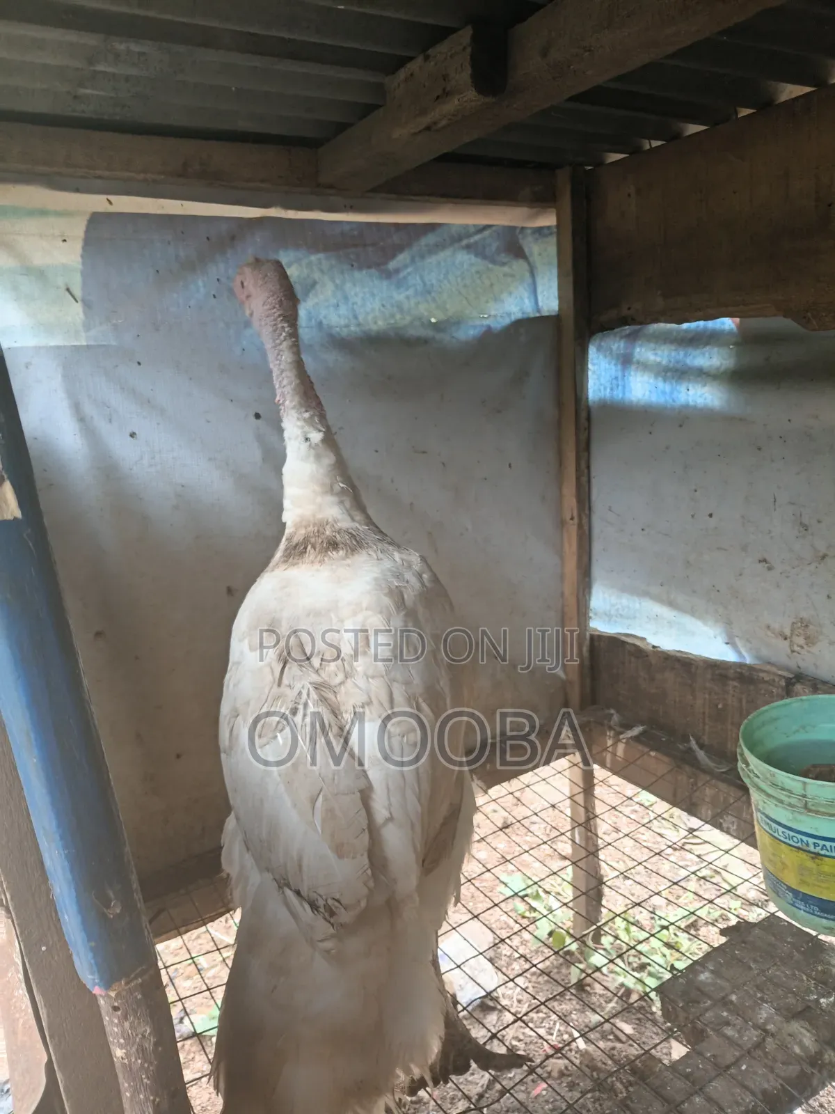 Foreign Turkey