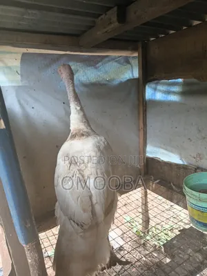 Foreign Turkey