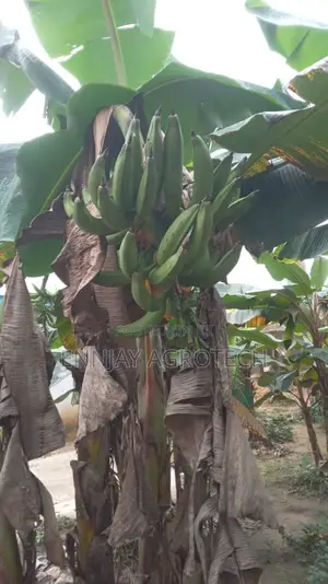 Bunch of Plantain