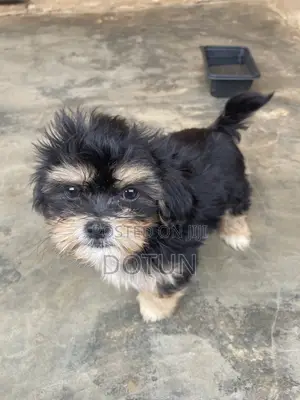 1-3 months Male Purebred Lhasa Apso
