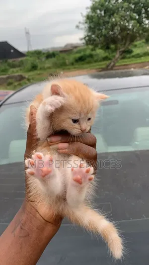 1-3 months Female Purebred Persian