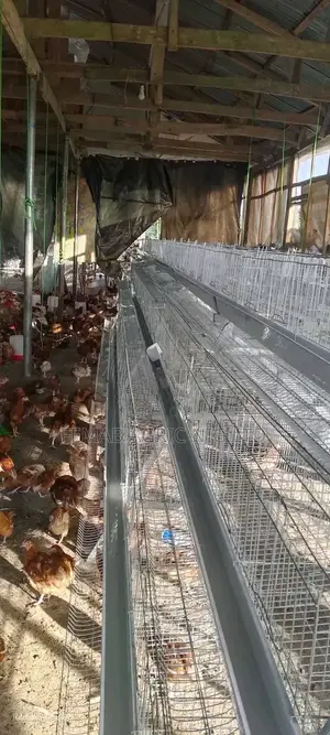 Layers Cage