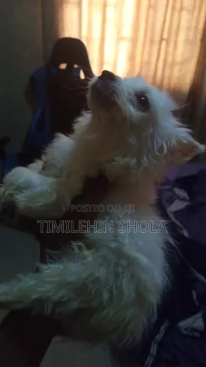0-1 month Male Purebred American Eskimo
