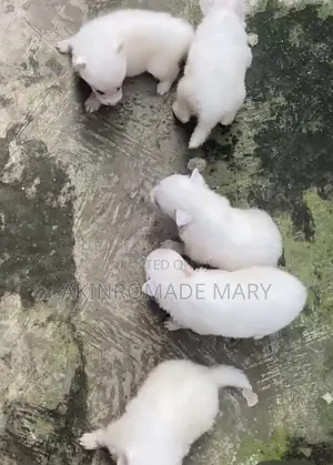 1-3 months Male Purebred American Eskimo