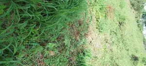A Plot of Land Available for Sale at Abaiyamedi Ulero Community Ado Ek