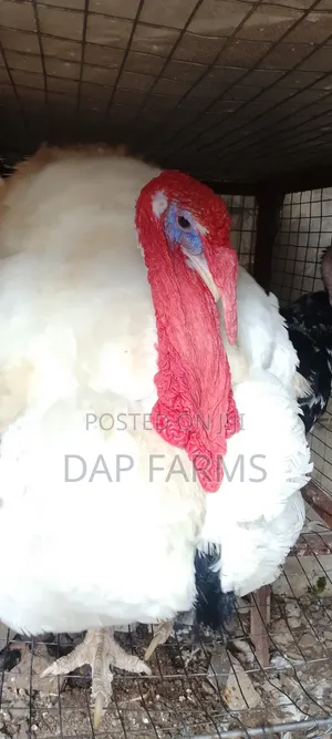 Fully Matured Male /Female Turkeys (Command)