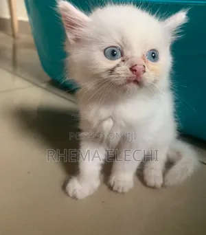 1-3 months Male Purebred Persian