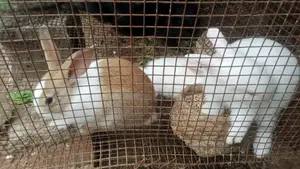 Giant Rabbit Breds for Sale - 3wks - 5wks Old
