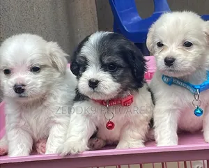 1-3 months Male Purebred Lhasa Apso