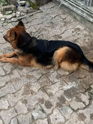 1+ year Female Purebred German Shepherd