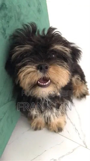 1-3 months Male Purebred Lhasa Apso