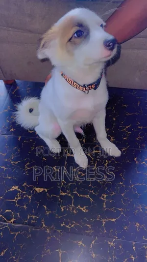 3-6 months Male Mixed Breed Mongrel (No Breed)