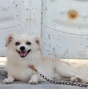 1+ year Male Mixed Breed Pomeranian