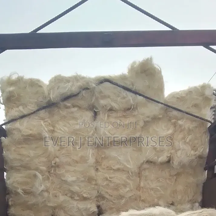 Ug Fillars / Sponge