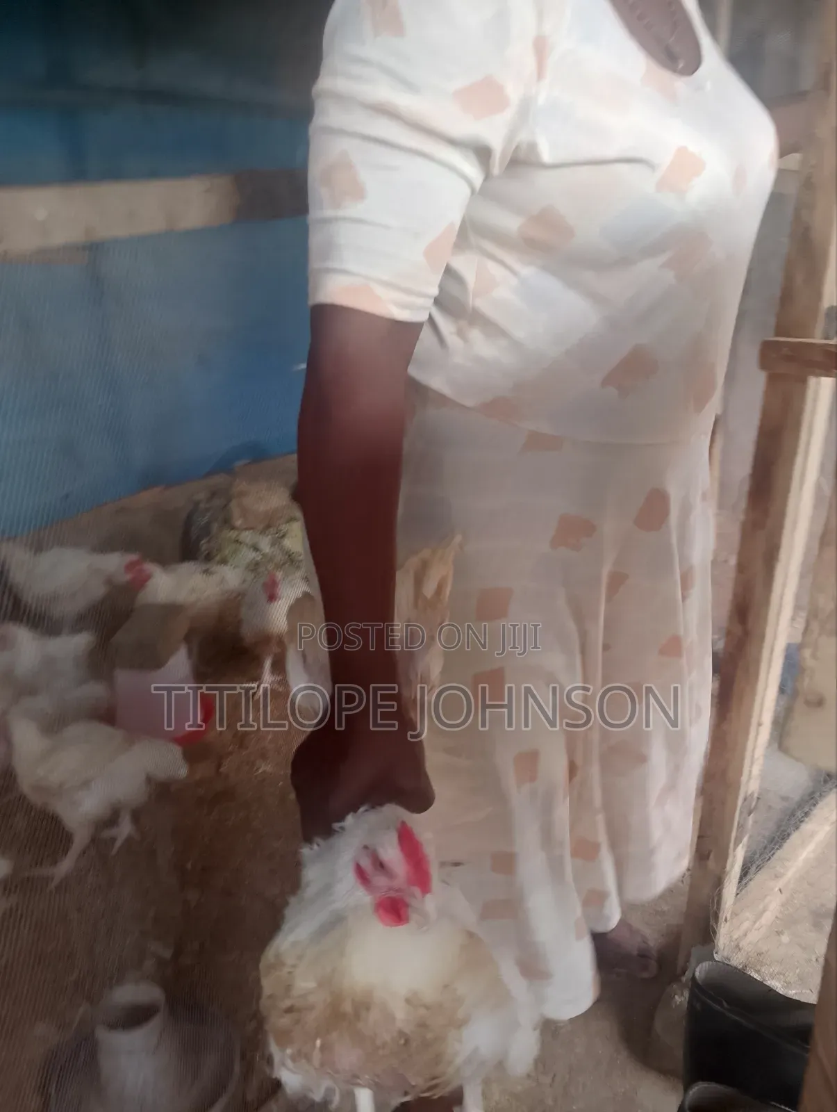 Process Live Chicken.