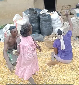 I Tonne Dried Maize for Sale in Ìjàyè, Ibadan