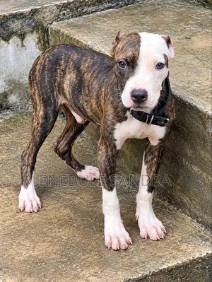 3-6 months Male Purebred American Pit Bull Terrier