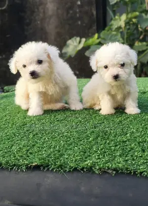 1-3 months Female Purebred Lhasa Apso