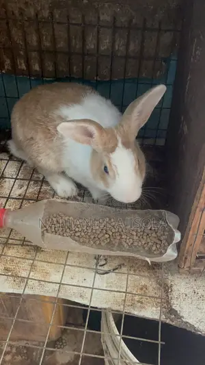 Active Male Rabbit
