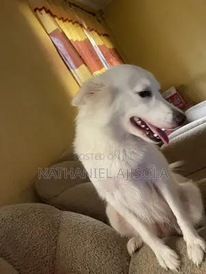 1+ year Female Purebred American Eskimo