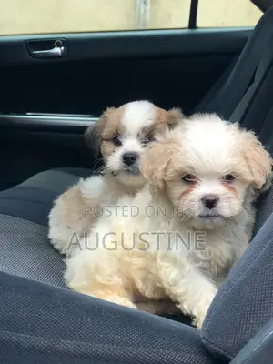 1-3 months Female Purebred Lhasa Apso