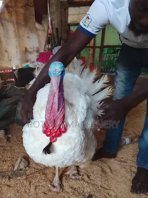 Turkey Seller